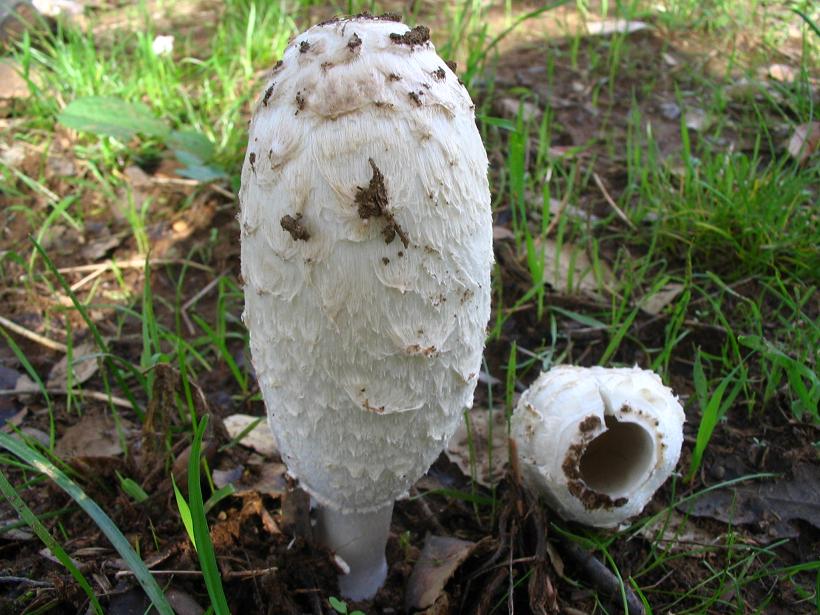 Coprinus comatus
