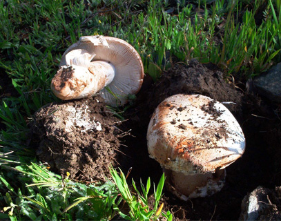 amanita ponderosa