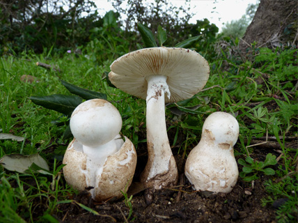amanita verna